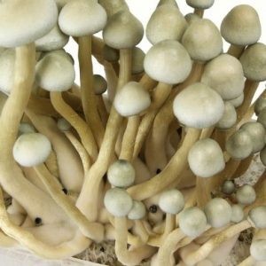 Buy Albino A+ Spore Syringe