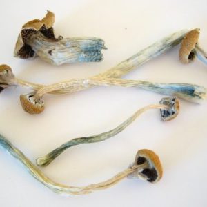 B+ magic mushrooms