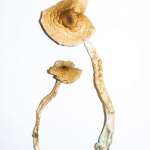 buy golden teacher mushrooms